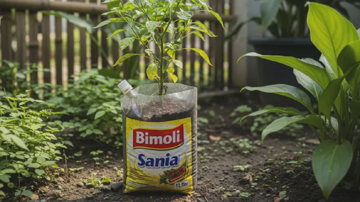 Kemasan Plastik Bekas Minyak Disulap Jadi Planter Bag