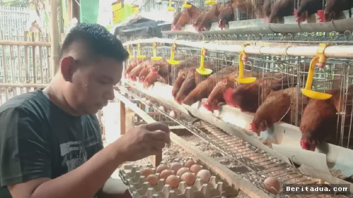 PEMALANG — Peternak ayam petelur di Kabupaten Pemalang membagikan sejumlah kiat praktis
