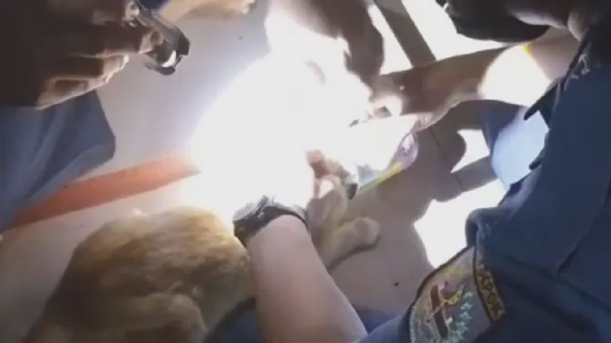 Petugas Damkar Depok Evakuasi Kucing Terjebak Kaleng Makanan