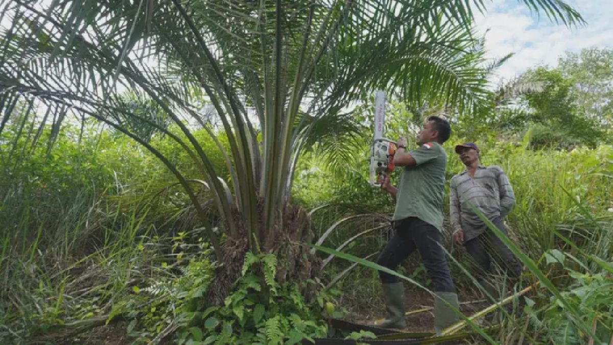 Sawit Ilegal di Taman Nasional Gunung Leuser Ditebang Petugas