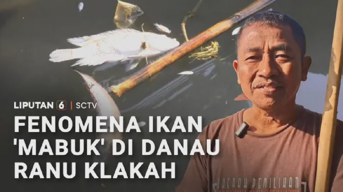 Ribuan Ikan Mabuk di Danau Ranu Klakah Akibat Cuaca Ekstrem