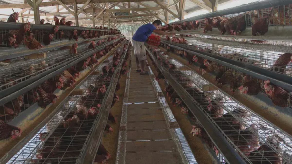 Kementan Tetapkan Harga Acuan Telur Ayam Mulai 15 Juli