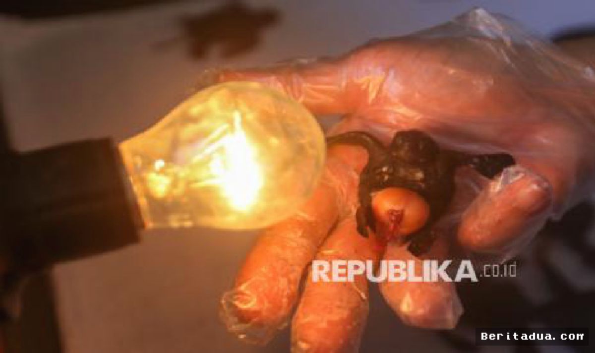 Banyuwangi — Metode Intan Selamatkan Ribuan Tukik Penyu Lekang