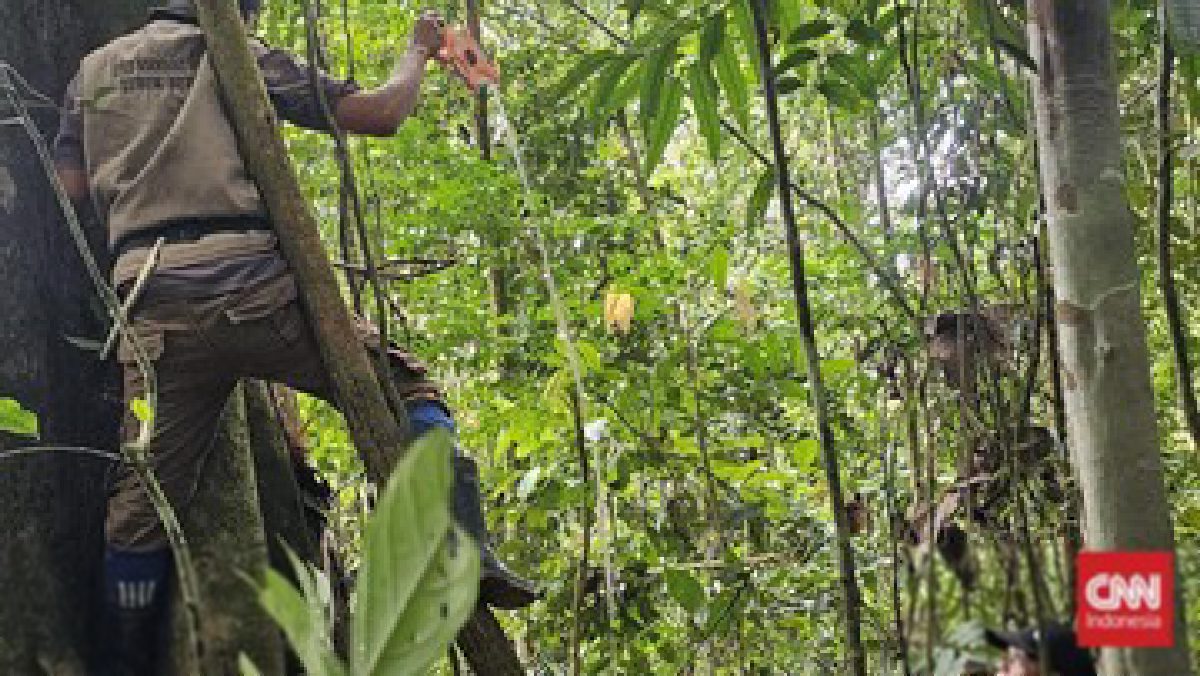 Ladang Karbon Ciptakan Sumber Ekonomi Warga Pinggiran Jambi