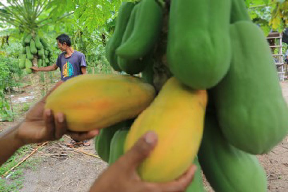 Pepaya California Menuai Optimisme di Aceh Barat