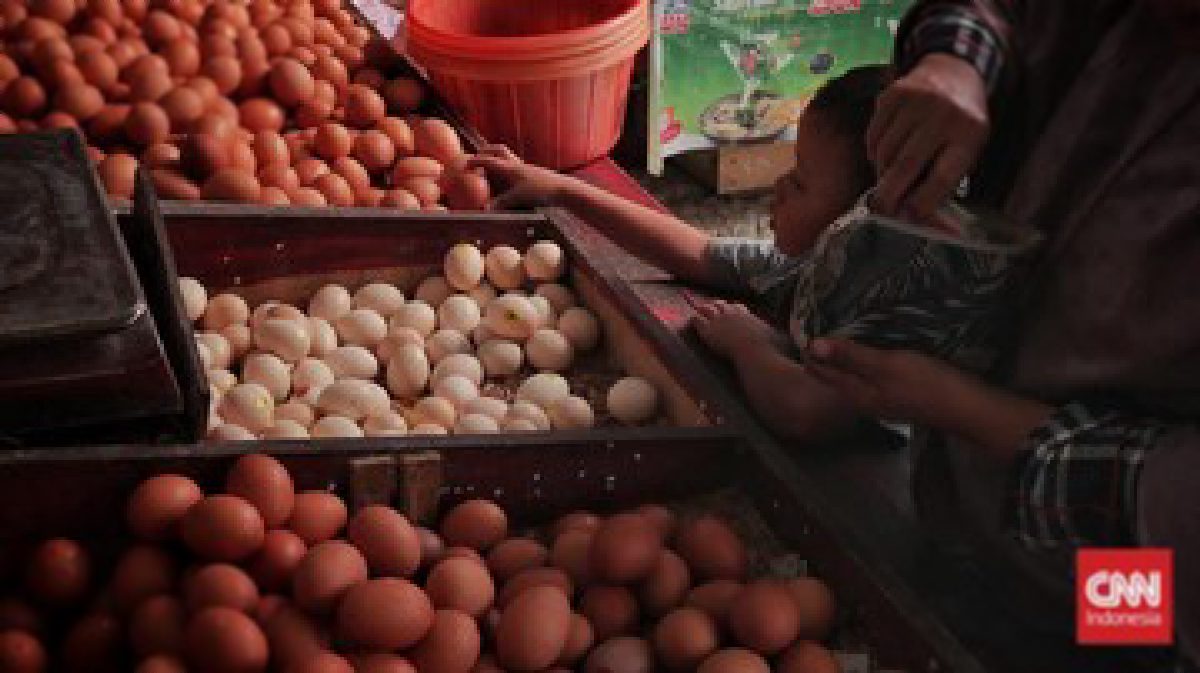 Harga Anjlok, Indonesia Incar Singapura untuk Ekspor Telur Ayam