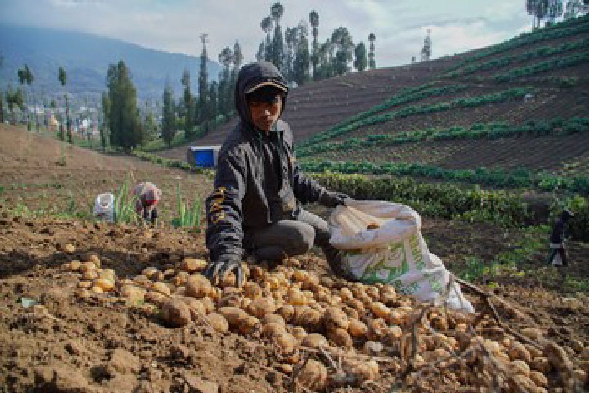 Musim Kemarau di Ranupani: Petani Panen Kentang Granola, Bersiap Tanam Kubis