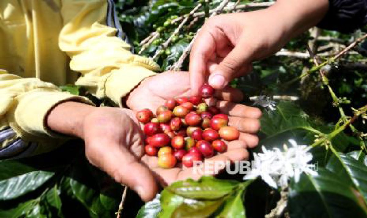 Sakha Coffee Raup Kenaikan 60% Lewat Ekosistem Lokal