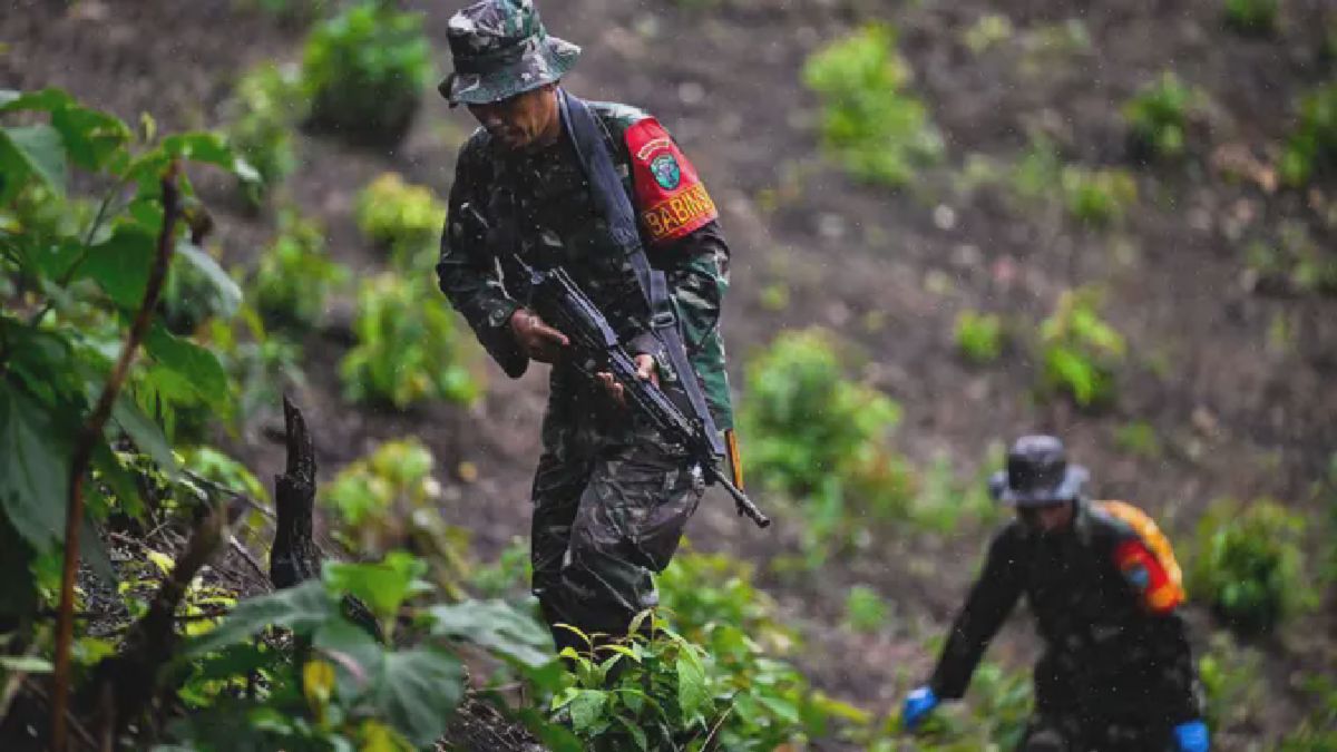 TNI Temukan Ladang Ganja 2,5 Hektare di Indrapuri Aceh Besar